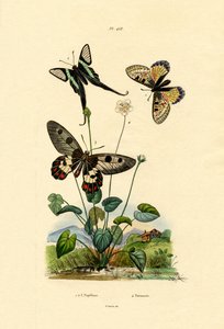 假阿波罗，1833年至1939年 作者 法语学校